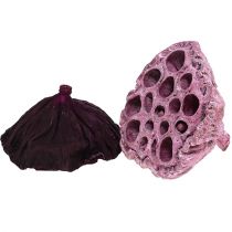 Product Lotus Mix Pink, Erika Ø6cm - Ø10cm 50 pcs