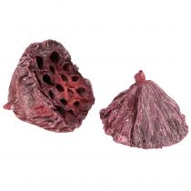 Product Lotus capsules, dried floristry, lotus flask pink, white washed 50 pcs