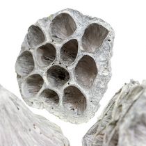 Product Lotos Natural Deco Lotus Flask White Washed 6-8cm 50 Pcs