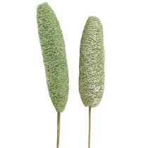 Product Luffa large on a stick Green 25pcs