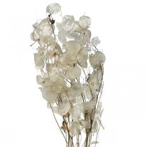Product Lunaria dried flowers moon violet silver leaf dried 60-80cm 30g