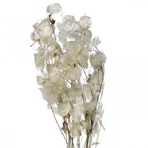 Product Lunaria dried flowers moon violet silver leaf dried 60-80cm 30g