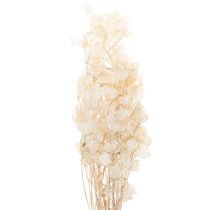 Product Lunaria dried flowers, moon violet, silver leaf, dried, 60-80cm, 30g