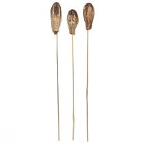 Product Mahogany Pod Pods Dry Decoration Natural 45cm 50 pcs