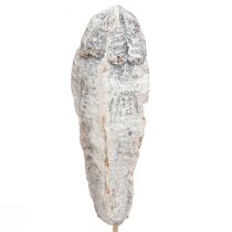 Product Mahogany pods dry decoration natural white 45cm 50 pcs