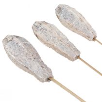 Product Mahogany pods dry decoration natural white 45cm 50 pcs