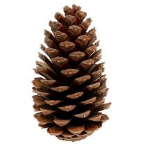 Maritima cones 14/18 natural 25pcs