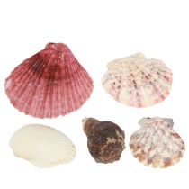 Product Maritime Decoration Shells Mix in Net Colorful 3.5-6cm 300g × 3pcs