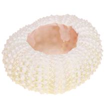 Product Maritime decoration sea urchin shell pink, white scatter decoration 20 pieces