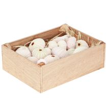 Product Maritime decor Sea urchin shells Pink White Ø3.5-5cm 20pcs