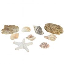 Product Maritime table decoration scattered decoration natural decoration natural white 400g