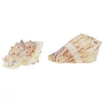 Product Maritime table decoration scattered decoration natural decoration natural white 400g