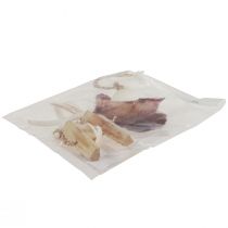 Product Maritime decorative hanger shell starfish Ø10–12cm 40cm