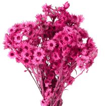 Product Mini Straw Flower Pink Dried Flower Rock Flower H20cm 15g