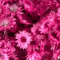 Product Mini Straw Flower Pink Dried Flower Rock Flower H20cm 15g
