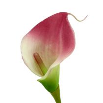 Product Mini Calla artificial 28cm Erika, Cream 12 pcs