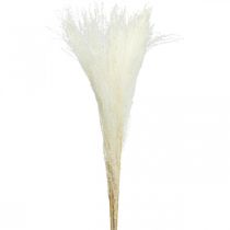 Feather grass deco bleached dry grass Miscanthus 75cm 10pcs