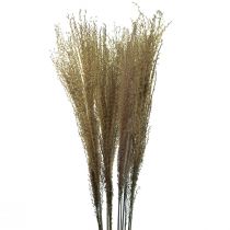 Miscanthus Chinese reed dry grass dry decoration 75cm 10pcs