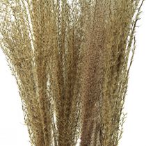 Miscanthus Chinese reed dry grass dry decoration 75cm 10pcs