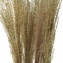 Product Miscanthus Chinese reed dried grasses dry decoration 75cm 10 pcs