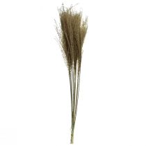 Product Miscanthus Chinese silver grass decorative dried grass 75cm 10 pcs