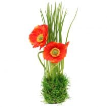Poppy red in the grass 23cm