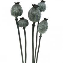 Product Poppy capsules black colored dried floristry poppy decoration 50-60cm 5 pcs