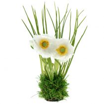 Product Poppy White in the grass 23cm