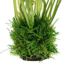 Product Poppy White in the grass 23cm