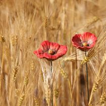 Product Ceramic Poppy Flower Romantic Decoration for Spring Garden and Flower Beds 31cm 6pcs