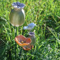 Product Poppy seed pod decorative stake for seasonal garden elegance or balcony highlights, 41cm, 4 pieces