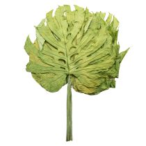 Product Monstera leaves dried decoration window leaf H50cm 5 pcs