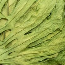 Product Monstera leaves dried decoration window leaf H50cm 5 pcs