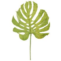Product Monstera leaves dried decoration window leaf H50cm 5 pcs