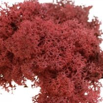 Decorative moss for handicrafts Red natural moss colored in a 40g bag