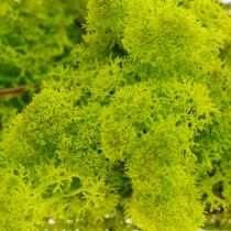 Product Deco moss light green reindeer moss preserved 400g