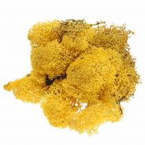 Product Reindeer Moss Yellow 400g