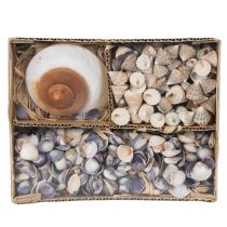 Product Decorative seashells - A unique eye-catcher for bathrooms and living rooms - 300g