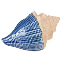 Product Shell Decoration Maritime Ceramic Blue Beige 16.5×11×9.5cm 2 pcs