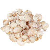 Mussel Umachi 500g