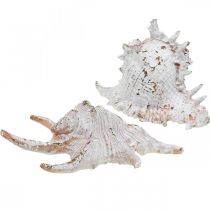Shells, maritime decoration, snail shells white-golden L22/17cm set of 2
