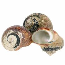 Product Turban shell alikreukel natural 500g
