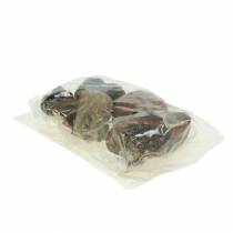 Product Turban shell alikreukel natural 500g