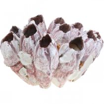 Deco shell barnacles nature, maritime decoration 500g