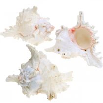 Product Shell Chicoreus ramosus 16cm 3 pcs