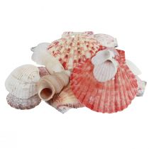 Shell decoration real shells different types 300g