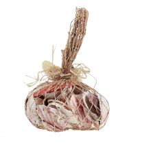 Product Shell decoration real shells different types 300g