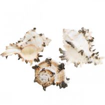 Product Deco snail shells striped, sea snails natural decoration 1kg