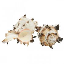 Product Deco snail shells striped, sea snails natural decoration 1kg