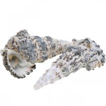Deco snail shells black and white, shell natural decoration 1kg